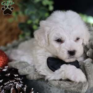 Frosty (tiny), Bichon Frise Puppy